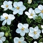 Gardenia Jasminoides Kleim's Hardy 3 plants in 9cm pots