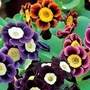 Auricula Mixed 10 plants + 5 FREE