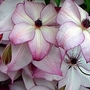Clematis Fond Memories 2 plants in 7cm pots + 1 FREE
