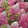 Hydrangea paniculata Vanilla Fraise 1 plant