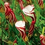Oxalis versicolor 15 corms