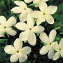 Jasminum Officinale 'Clotted Cream' 3 jumbo plants