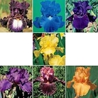 Iris - Reblooming Collection C 7 rhizomes - 1 of each