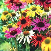 Coneflower Butterfly Hybrids Mixed 2 bareroot plants +1 FREE