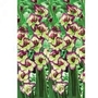 Gladioli Laguna 16 corms