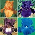 Iris - Reblooming Collection 4 rhizomes - 1 of each