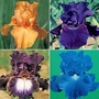 Iris - Reblooming Collection 4 rhizomes - 1 of each
