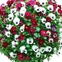 Viola Raspberry Sundae 42 plug plants + Eezee™ Flower Ball