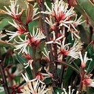Sarcococca confusa 3 plants in 9cm pots