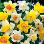 Narcissus for Naturalising 60 bulbs