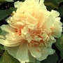 Peony - Tree Peony Yao Haung 3 bareroot plants