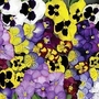 Pansy Rhs Winning Formula 120 miniplugs