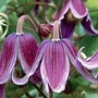 Clematis Jan Fopma 2 plants in 9cm pots + 1 FREE