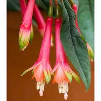 Fuchsia denticulata 10 plants