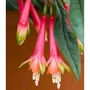 Fuchsia denticulata 10 plants