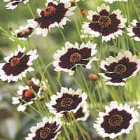 Coreopsis Jive 6 young plants