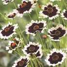 Coreopsis Jive 6 young plants