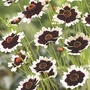 Coreopsis Jive 6 young plants