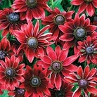 Rudbeckia Cherry Brandy 42 plug plants
