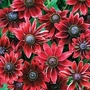 Rudbeckia Cherry Brandy 42 plug plants