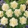 Daffodil Rose of May 20 bulbs