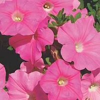 Petunia Ann Wood 10 young plants