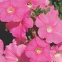 Petunia Ann Wood 10 young plants