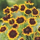 Coreopsis Salsa 3 young plants