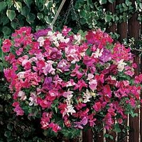 Lathyrus Sugar n Spice 70 plug plants