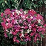 Lathyrus Sugar n Spice 70 plug plants