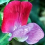 Lathyrus Sugar n Spice Bicolour 70 plug plants
