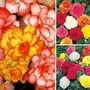 Begonia Bumper Pack 21 tubers - 7 of each