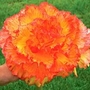 Begonia Giant Mixed 10 tubers + 5 FREE