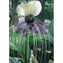 Bat Flower - White 1 potted plant