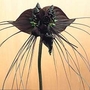 Bat Flower - Black 1 potted plant