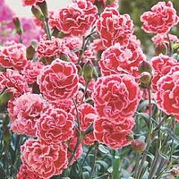 Dianthus Sugar Plum 10 young plants