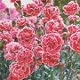Dianthus Sugar Plum 10 young plants