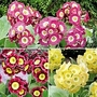 Auricula Collection - NEW 3 potted plants - 1 of each variety