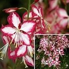 Gaura RosyJane 10 young plants