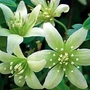 Clematis Fragrant Oberon 2 plants in 7cm pots