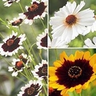 Coreopsis Collection 3 young plants - 1 of each variety