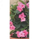 Mandevilla Super Trouper 3 young plants