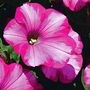 Petunia Raspberry Blast 10 young plants + 5 FREE Petunia Bubblegum