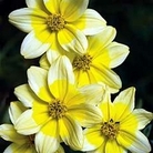 Bidens Lemon Star 5 young plants