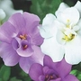 Bacopa Copa Doubles Mixed 5 young plants