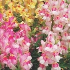 Antirrhinum Antirhodora Mixed 5 young plants