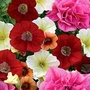 Petunia Tumbling Fantasy Collection 10 young plants + 5 FREE