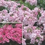 Verbena Velox 10 young plants + 5 FREE
