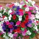 Petunia Easy Wave™ 16 plants