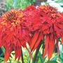 Coneflower Hot Papaya 2 young plants + 1 FREE